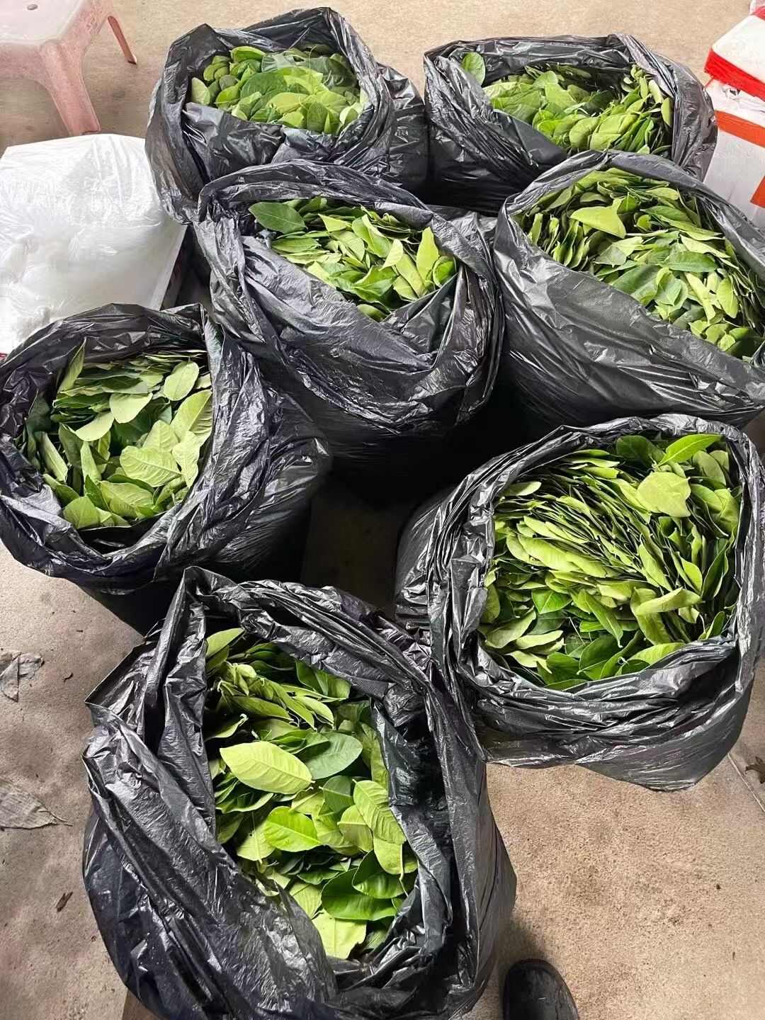 柠檬香茅草，柠檬叶，芭蕉叶，青木瓜，南姜，现割现发