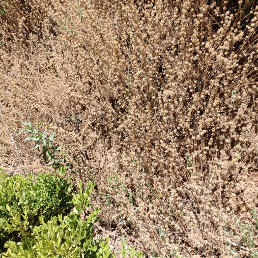 青州市山东潍坊青州优质路边青中药材全草批发供应
