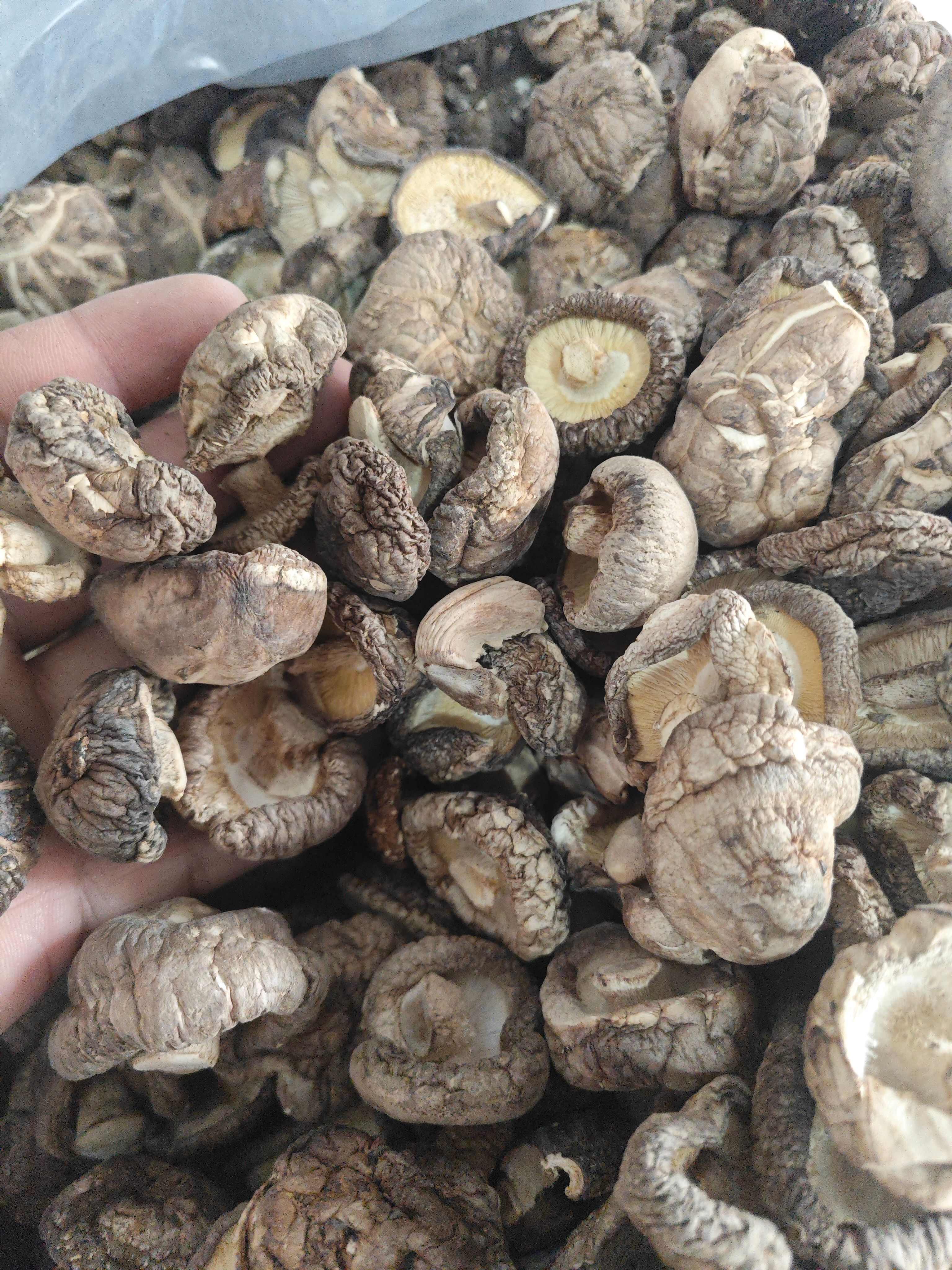 精品花菇干香菇产地直发 干度好 冬菇新菇肉厚无根金钱菇可代发