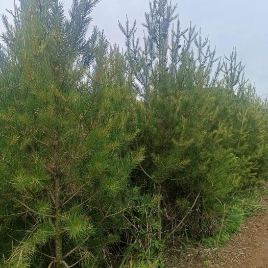 凤县2.5米到3.5米大田白皮松