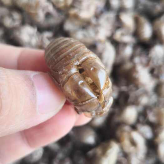 蝉蜕 自然腿 无掺杂 干货 河北大个蝉蜕