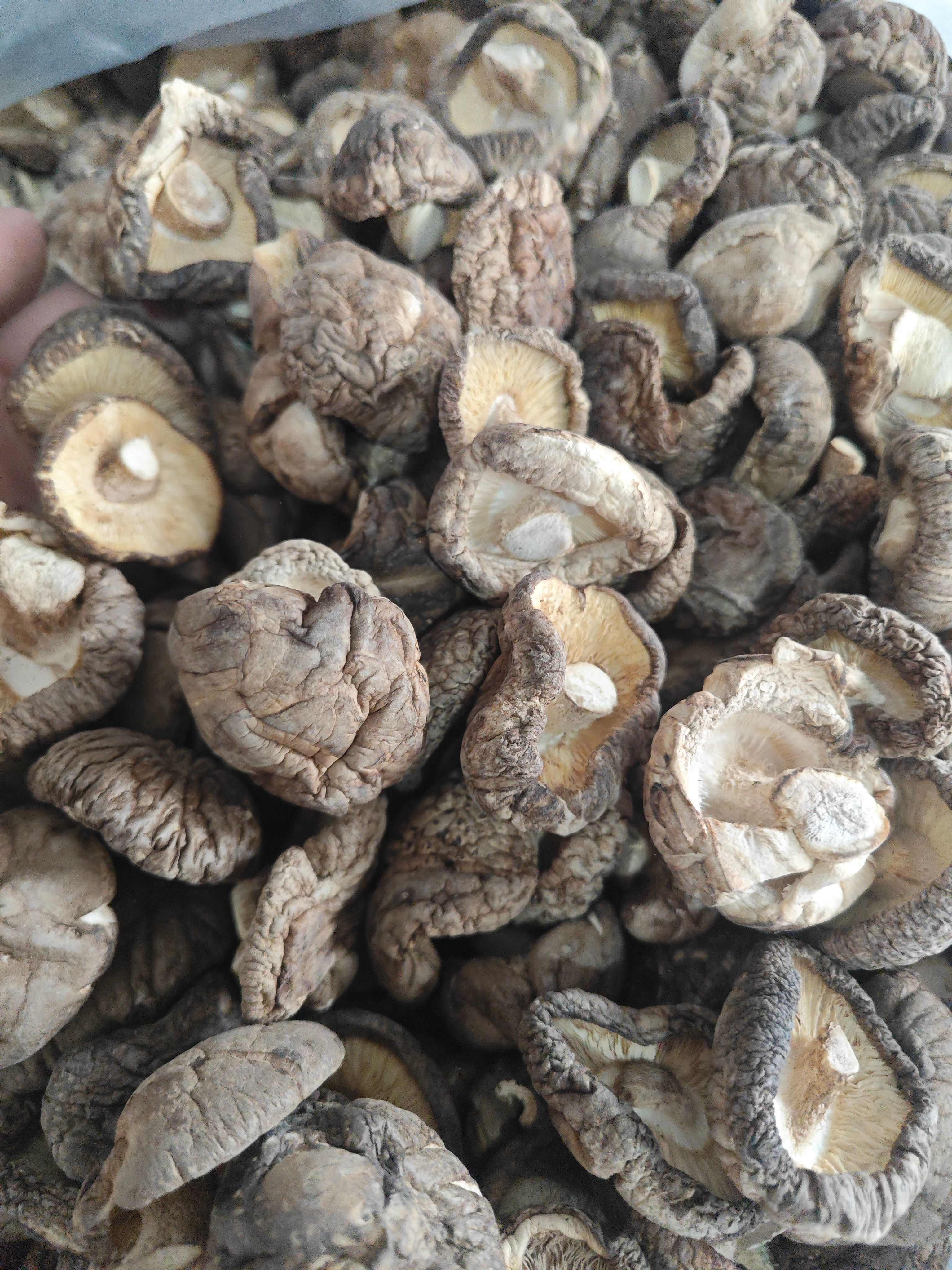 精品花菇干香菇产地直发 干度好 冬菇新菇肉厚无根金钱菇可代发