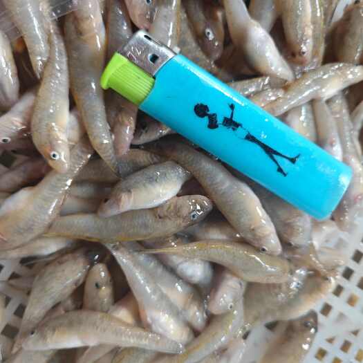 长岭县精品山根鱼