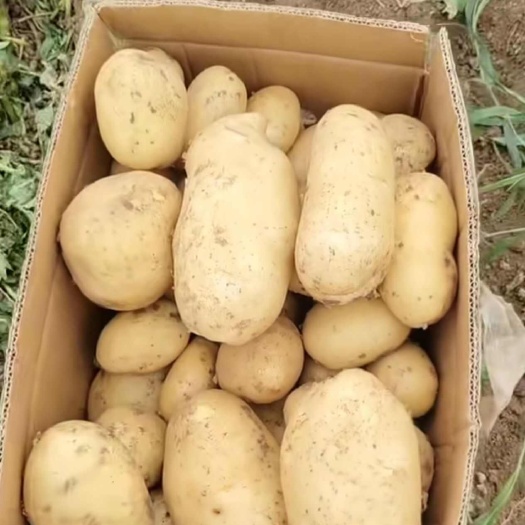 商丘沃土5号土豆，量大，有需要的老板请联系。