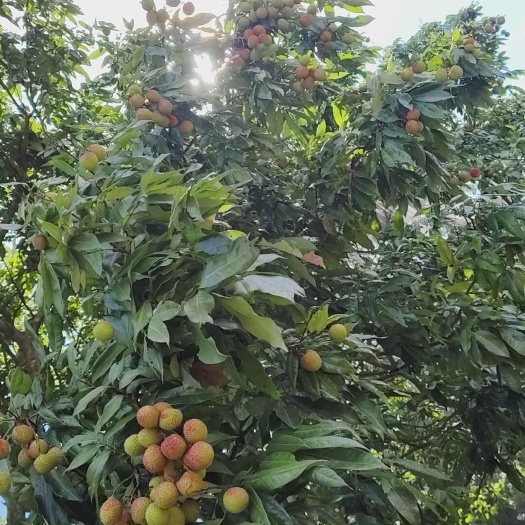 深圳荔枝，妃子笑，桂味，糯米糍