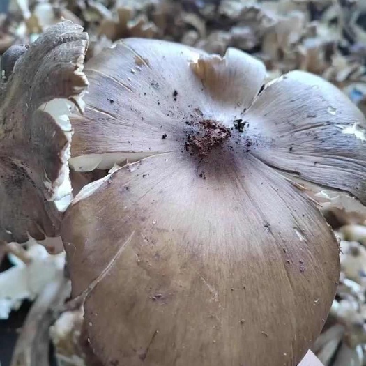 广南县鸡枞菌