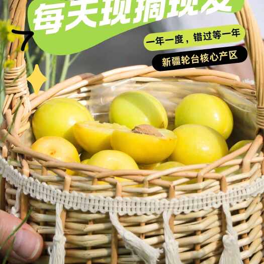 轮台县新疆轮台小白杏新鲜采摘当季水果干果批发零售