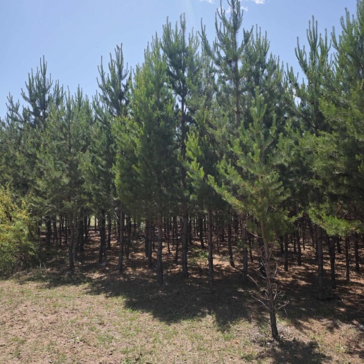 察右前旗樟子松3-3.5米，量大