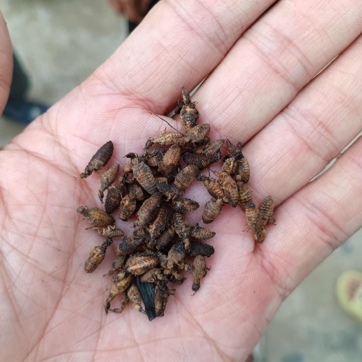广州金沙牛。