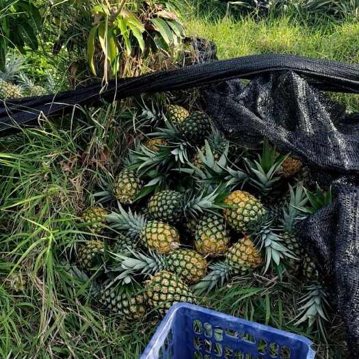 乐东县菠萝