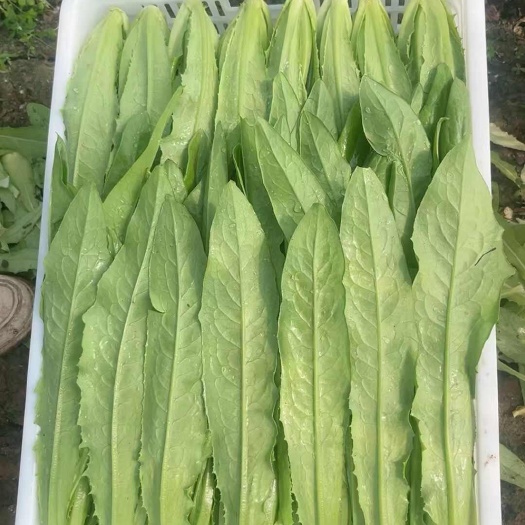 邯郸精品油麦，一年四季产地直发大量供应各大市场 商超 学校 食堂