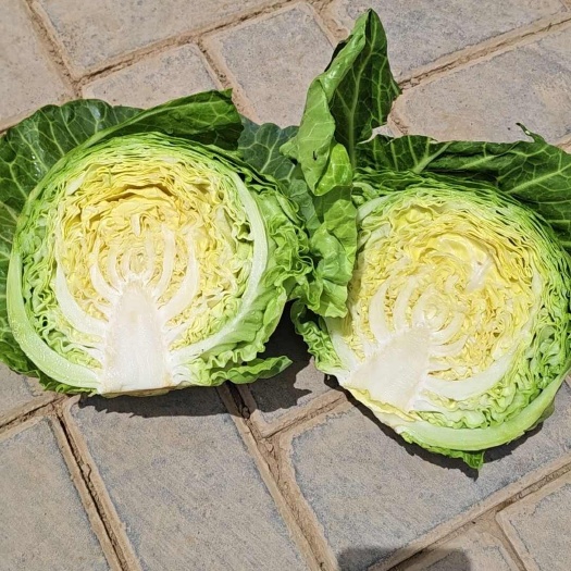 银川银川白菜甘蓝大量上市