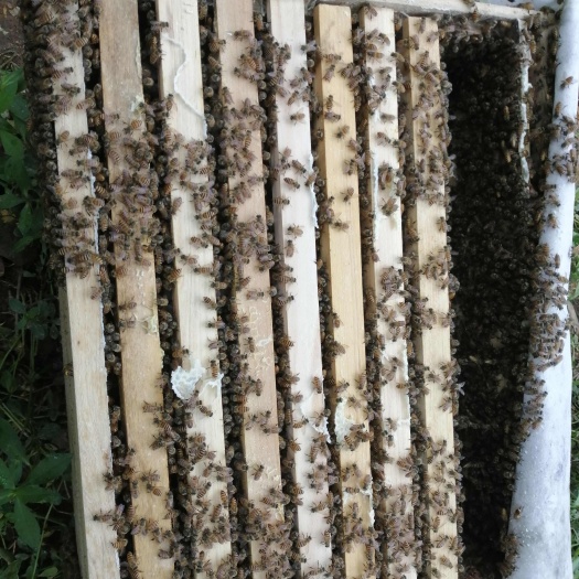 长沙湖南本地蜜蜂  土蜂  中华蜜蜂