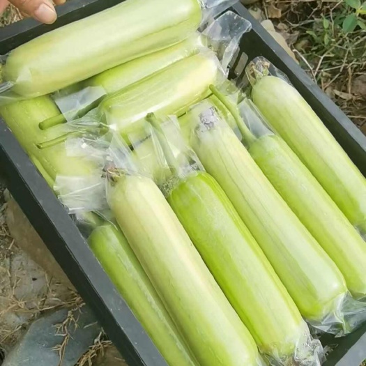 富宁县云南富宁新鲜白玉丝瓜 当日采摘蔬菜瓜果 农场直发