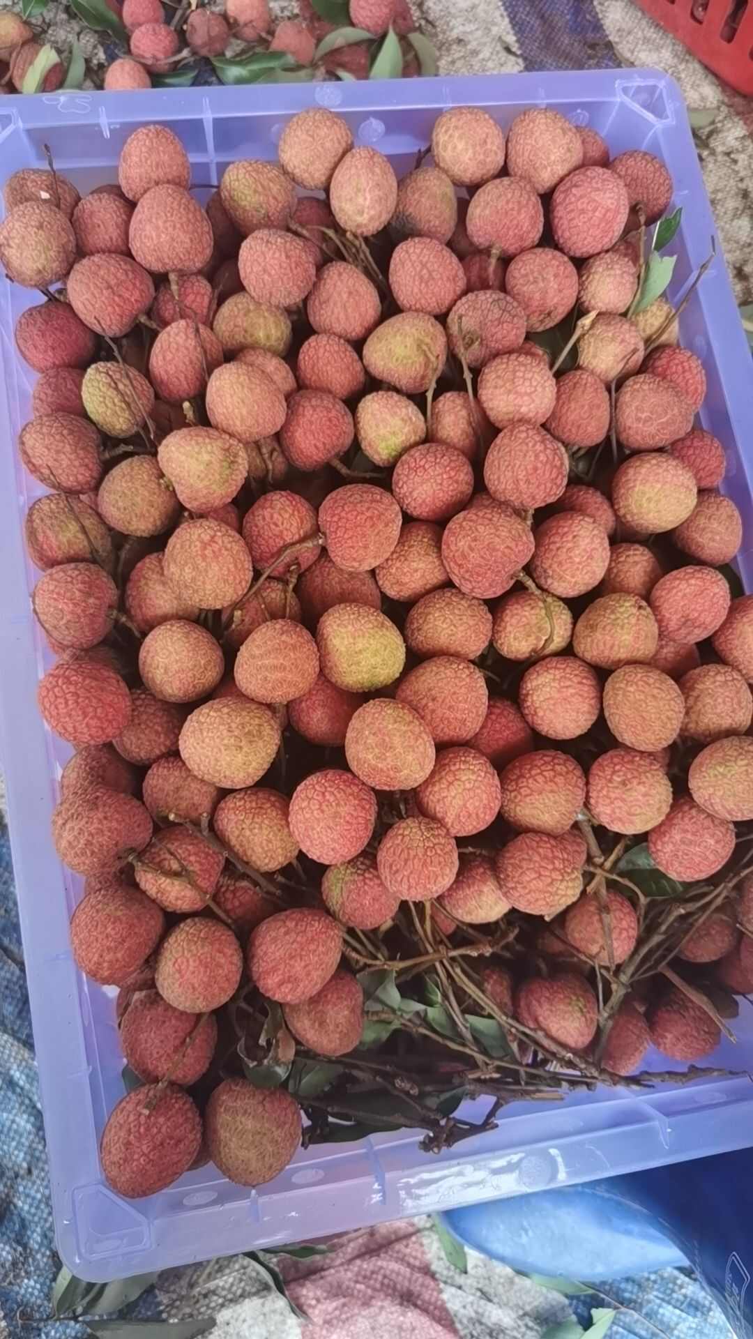白糖罂，