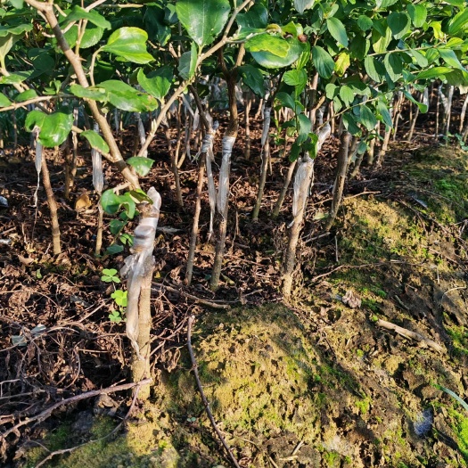 南宁苹果枣大青枣授粉树公苗