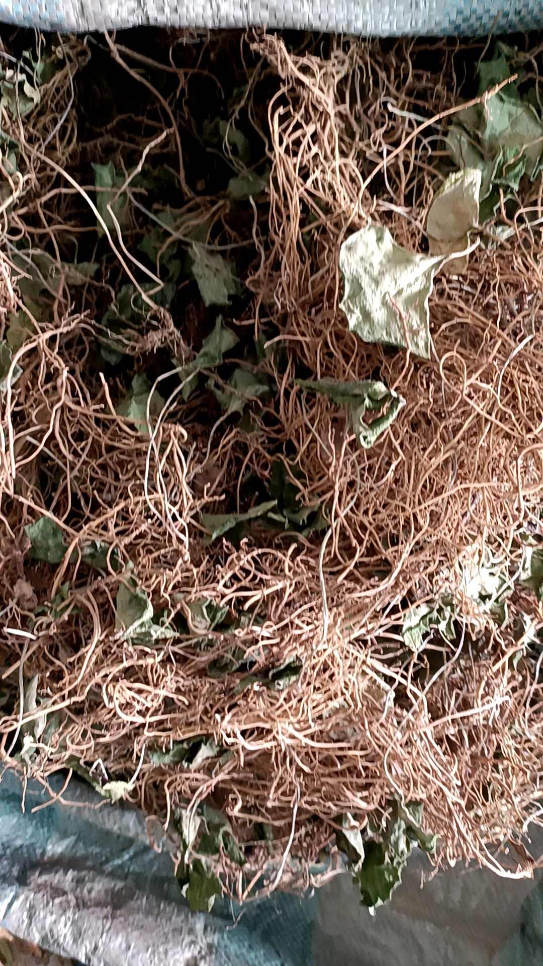 马蹄香，杜衡，土细辛