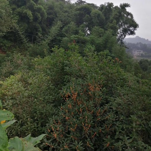 桂花树