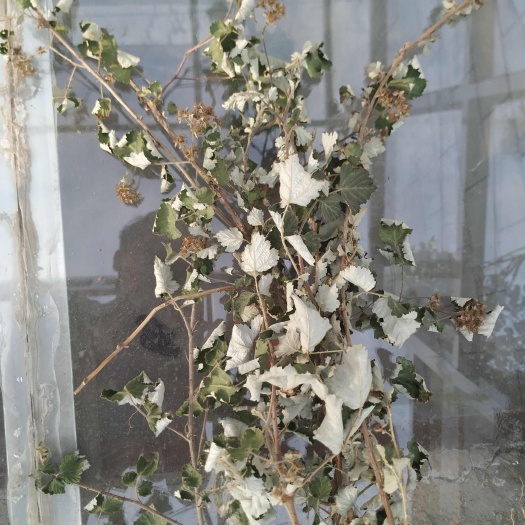 平陆县一手货中条山茅莓