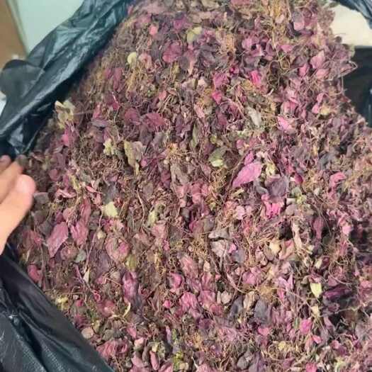 玉林风柜斗草精品好货水洗特产绿色风柜斗草红色风柜斗草