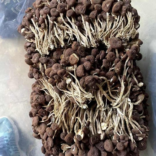 广昌县茶树菇