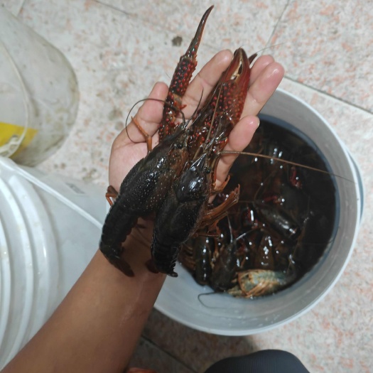 宣城小龙虾