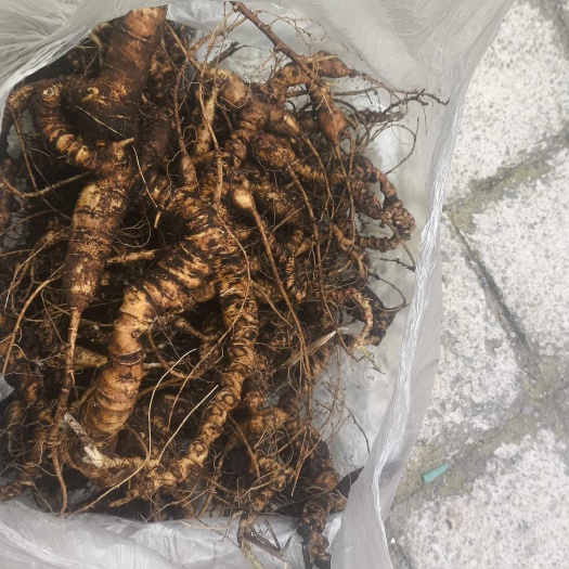 雷波县竹节参