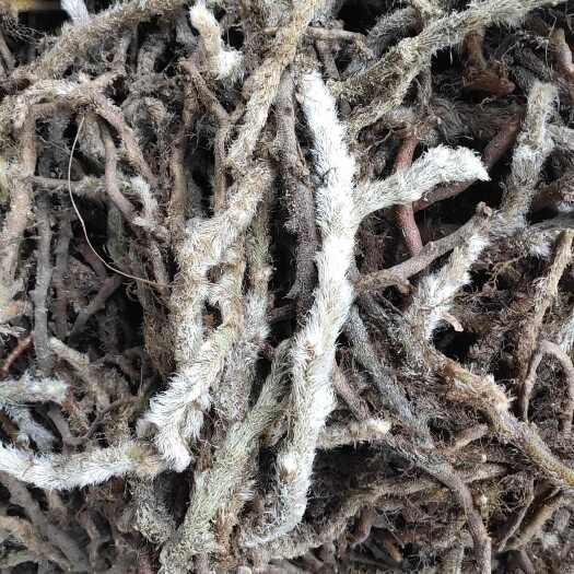 云南量大优惠白毛骨碎补鲜货