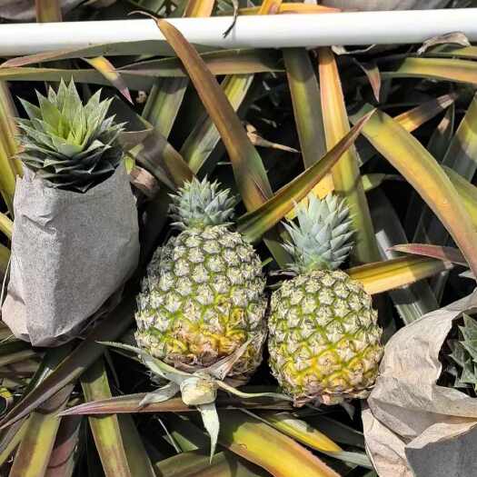 东方市海南东方市新鲜金钻凤梨热带水果菠萝现摘现发