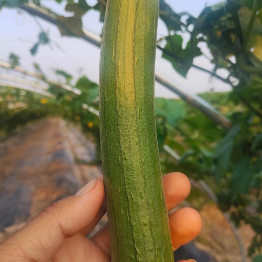 中牟县精品丝瓜产地，货源充足