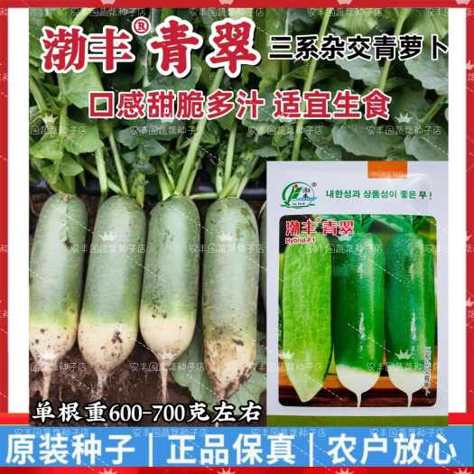 沭阳县渤丰青翠青萝卜种子三系杂长圆柱形萝卜种子口感脆甜秋播丰产抗病