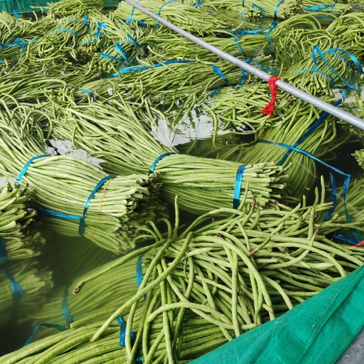 枝江市湖北长豆角，豇豆大量上市，质量好
