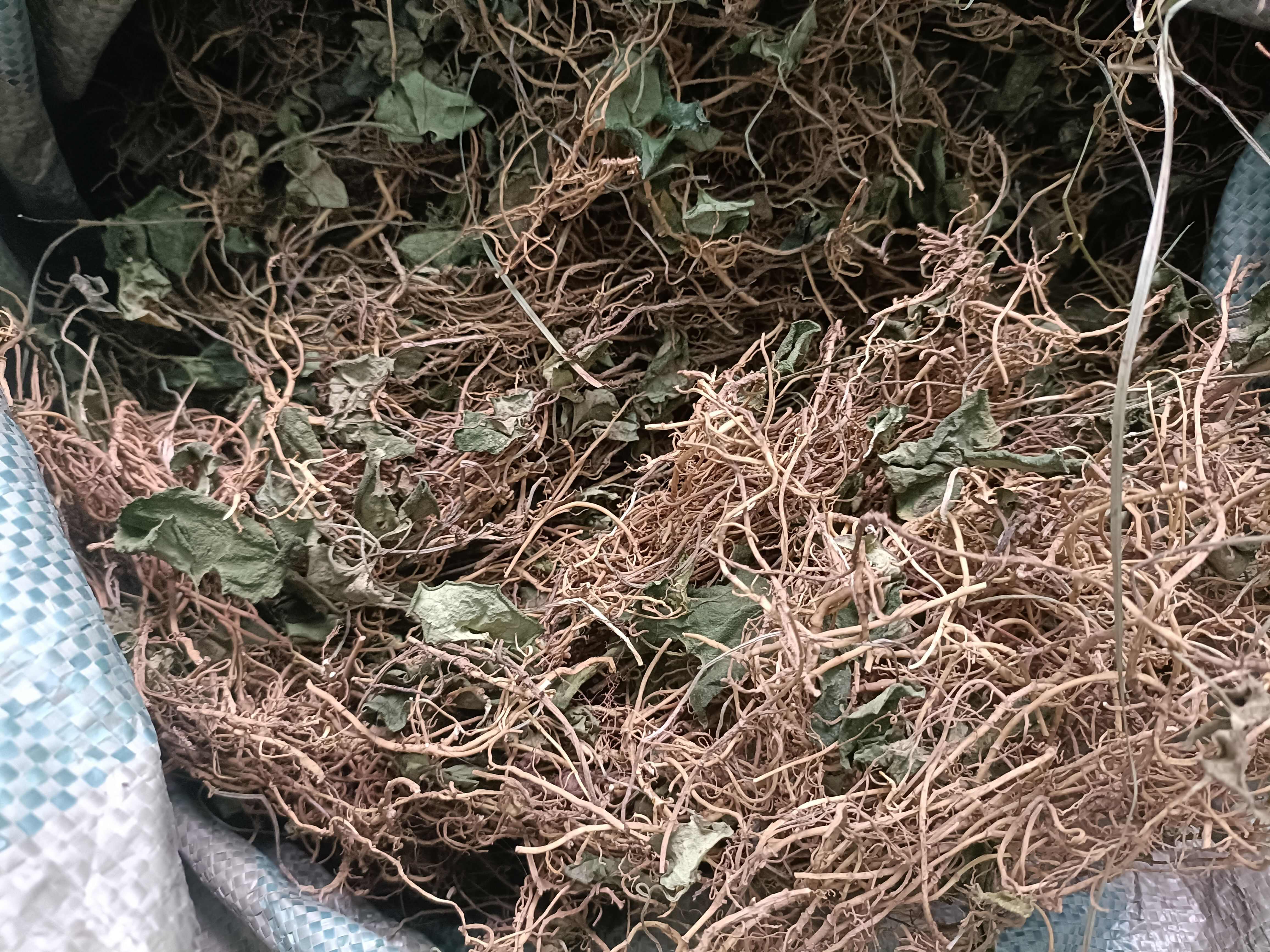 马蹄香，杜衡，土细辛