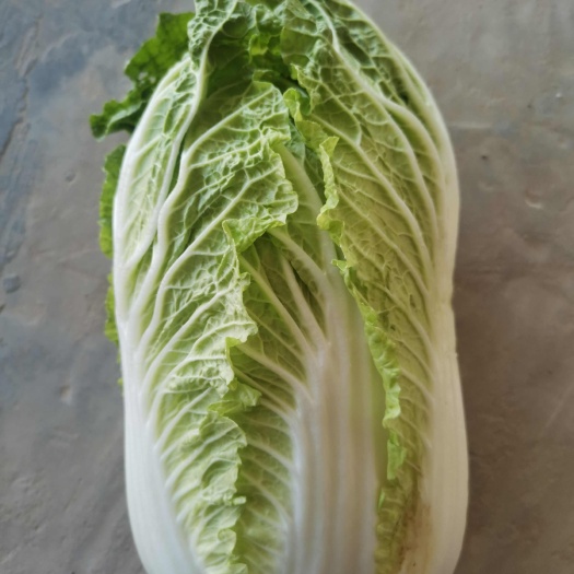 银川白菜甘蓝