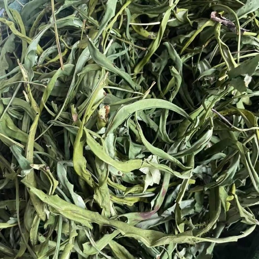 昆明大叶化石草，来自山上的肾精茶
