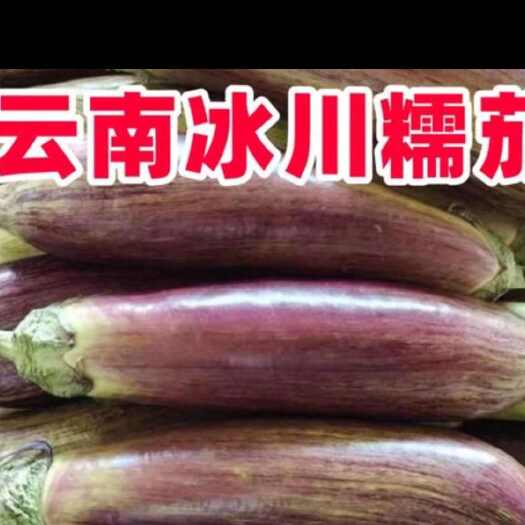 勐海县云南西双版纳糯茄 冰川茄