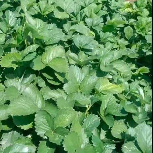阜阳草莓苗