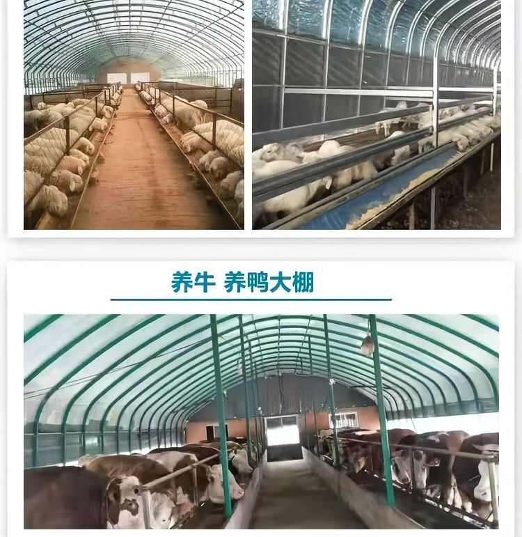 养殖大棚 包塑大棚 养殖鸡鸭鹅