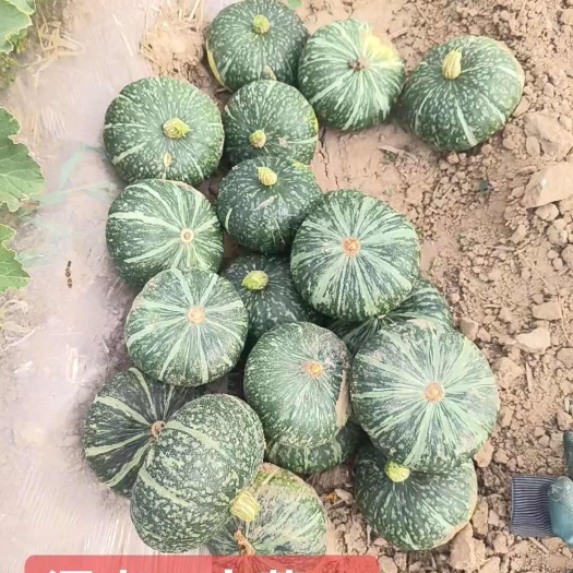 大荔县陕西省，渭南市，大荔县，板栗南瓜大量上市