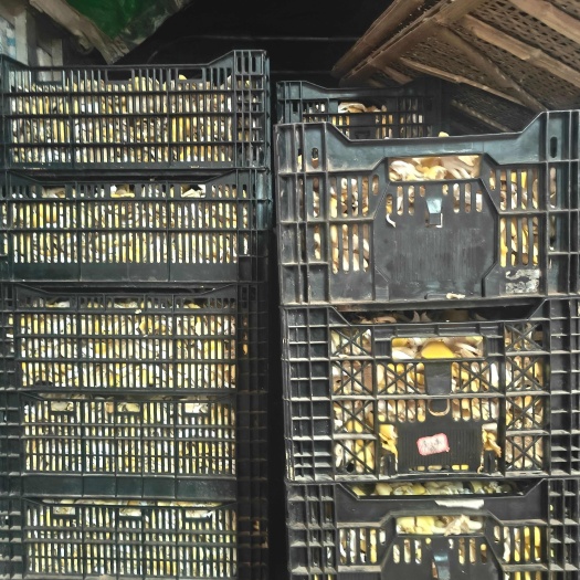 禄丰市鸡油菌