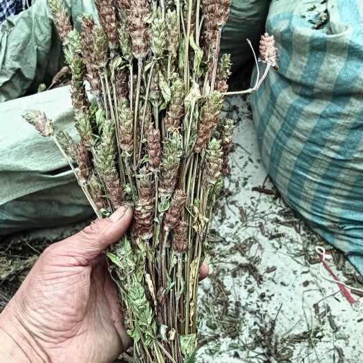 宁强县夏枯草全株带根扎把夏枯草杆短大穗头色泽靓丽自然晒干