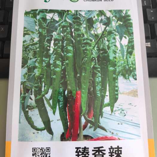 夏邑县春润臻香辣羊角椒种子，早熟，香辣软糯，风味好，青红两用