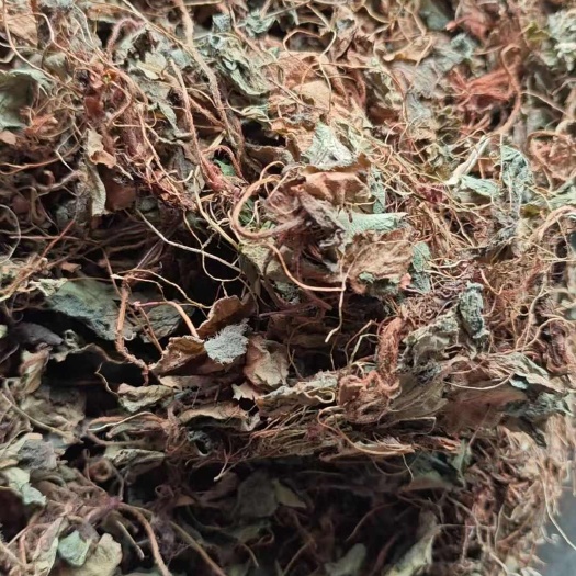 虎耳草，今年新货干货，