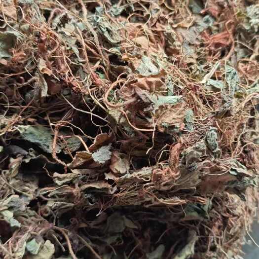 宜都市虎耳草，今年新货干货，