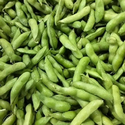 湖北孝感新鲜毛豆荚 绿色蔬菜基地直供 当日采摘批发