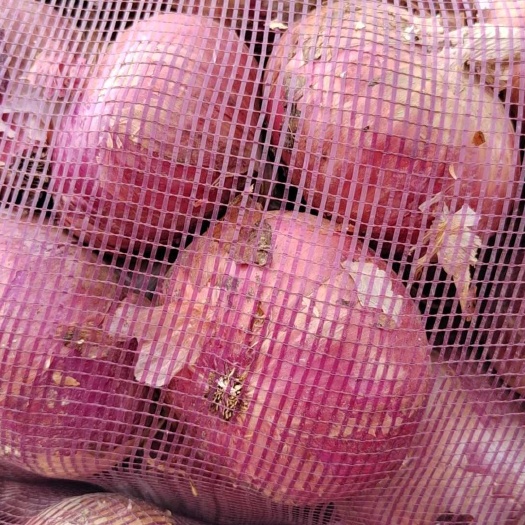 太康县河南周口太康县新鲜红皮洋葱 批发优质蔬菜葱姜蒜品类