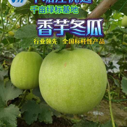 香芋冬瓜广西新鲜当季香芋小冬瓜 优质瓜菜现摘现发 农场直供