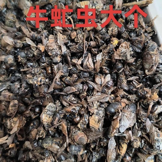 牛虻虫中药材牛虻虫牛虻虫