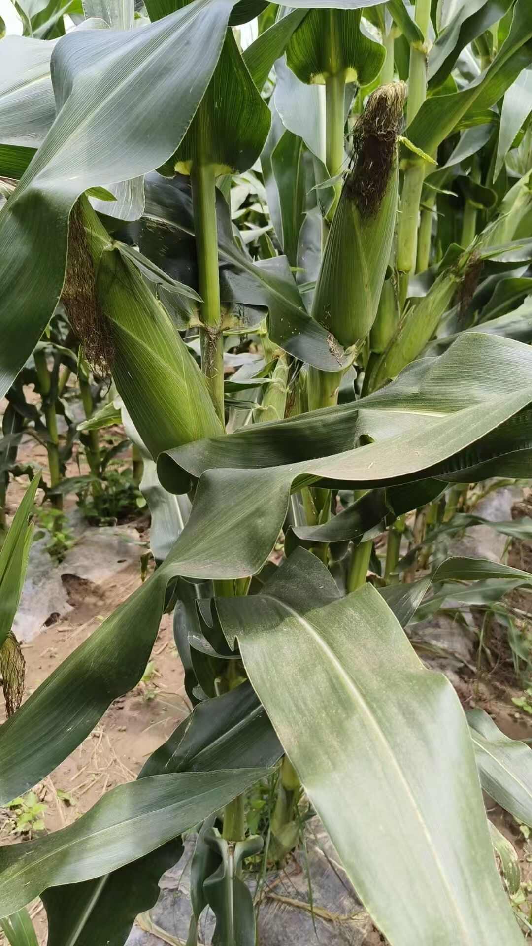 彩糯玉米
