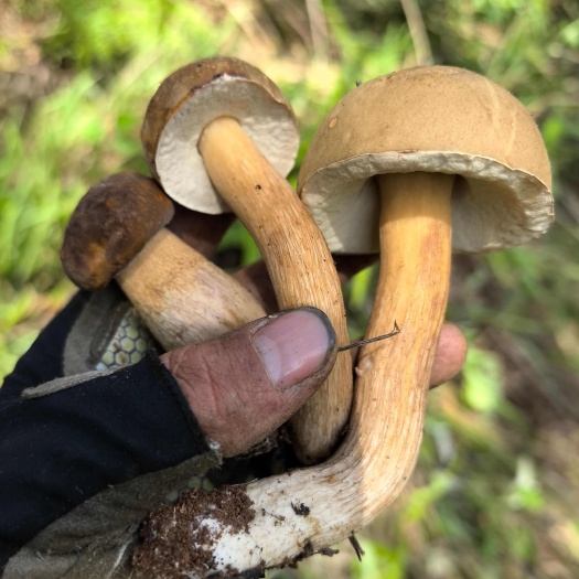 广南县野生白牛肝菌、黑牛肝菌、黄牛肝菌都是新鲜采摘